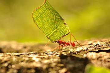 A leaf-cutter ant worker returning to its nest with a leaf.