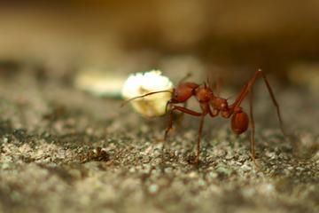 A leaf-cutter ant worker returning to its nest with a barley flake