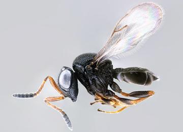 Highly detailed image of the samurai wasp