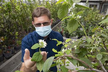 Chris Dardick in a greenhouse looking at the flower on a continuous flowering plum plant.