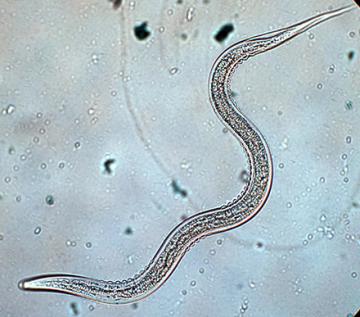 Microscopic image of the nematode Heterorhabditis indica