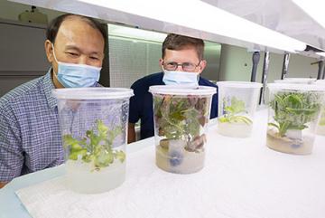 Two ARS scientists looking at lettuces plants after exposure to Cladosporium sphaerospermum strain TC09