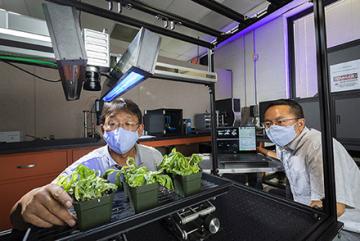 In the lab, Moon Kim and Jianwei Qin position containers of lettuce seedlings on the hyperspectral imaging monitoring system.