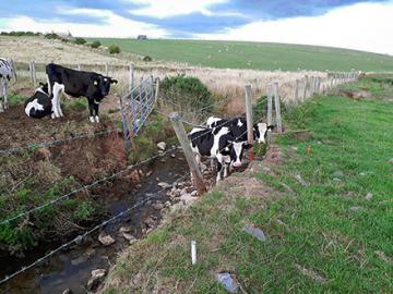 Cows stand in a stream at an experimental watershed.