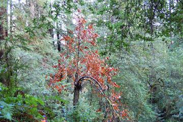 Dead tanoak tree