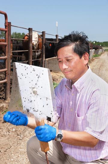 Entomologist Jerry Zhu examines stable flies captured on a baited sticky trap.