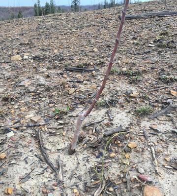 Apple tree in untreated mine soil.
