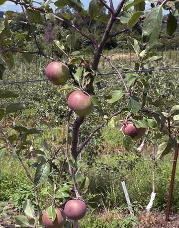 Apple fruiting in Muddelty orchard