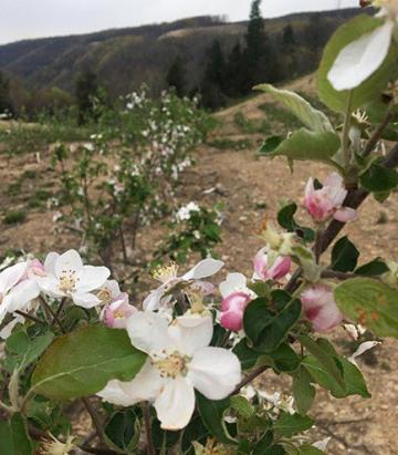 Orchard in bloom at the Muddelty mine site.