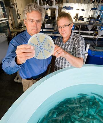 Two male scientists looking at a culture