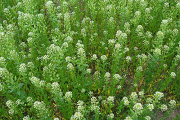 Pennycress