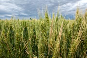 USDAwheat.jpg image