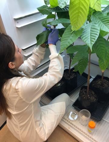 Alina Puig examining infecting Theobroma cacao seedlings.