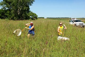 Two scientists sweeping a field for lady beetles. 