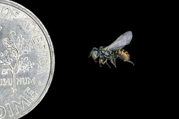 Mojave Poppy Bee with size compared to a dime. 