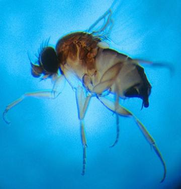 A phorid fly. 
