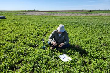 A man in a white hat squats down and examines a piece of equipment in a field of alfalfa.