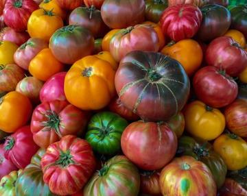 Una variedad de tomates coloridos.