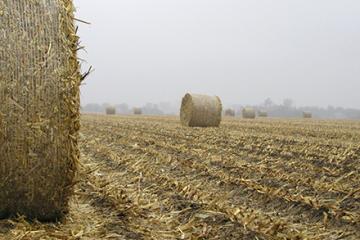 Rolled bales of corn stover (stalks, leaves, husks, and cobs) in a field.