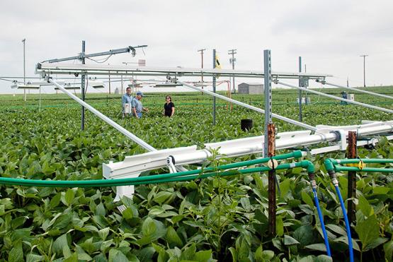 Scientists in a soybean field