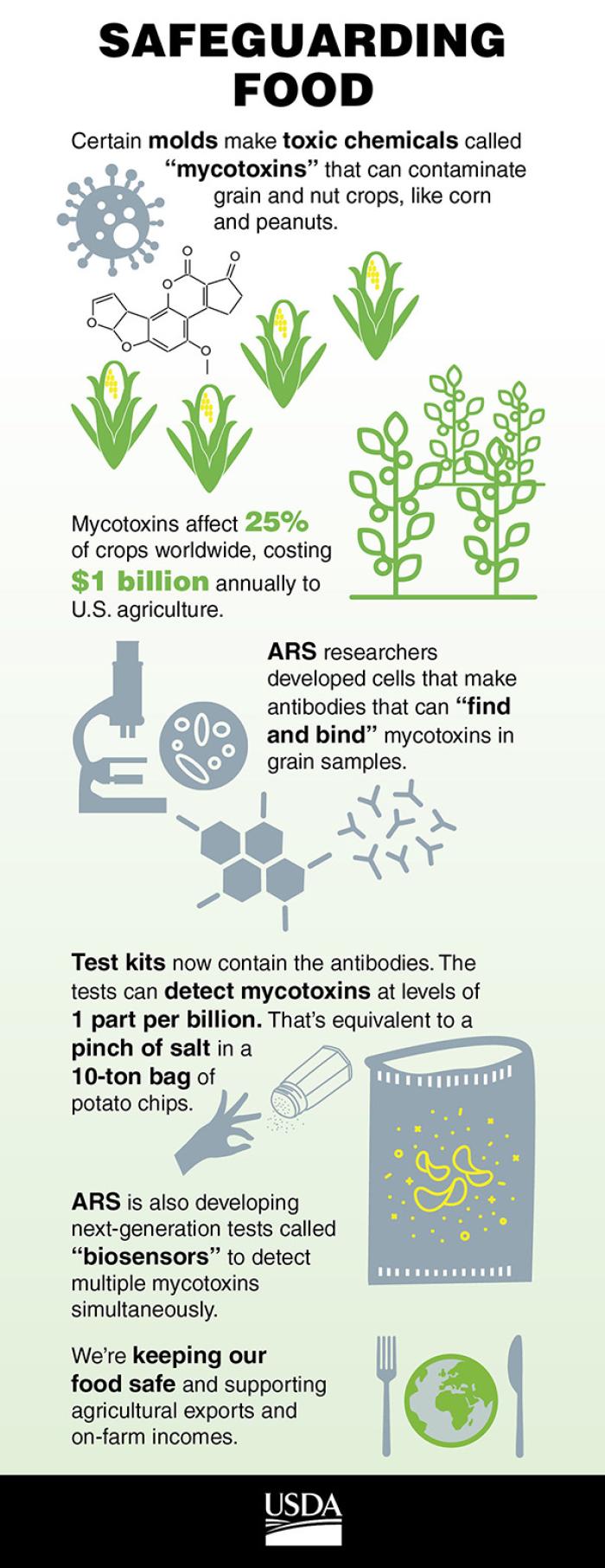 Infographic Text
Certain molds make toxic chemicals called “mycotoxins” that can contaminate grain and nuts crops, like corn and peanuts. Mycotoxins affect 25% of crops worldwide, costing $1 billion annually to U.S. agriculture.
ARS researchers developed cells that make antibodies that can “find and bind” mycotoxins in grain samples. Test kits now contain the antibodies.
The tests can detect mycotoxins at levels of 1 part per billion. That’s equivalent to a pinch of salt in a 10-ton bag of potato 