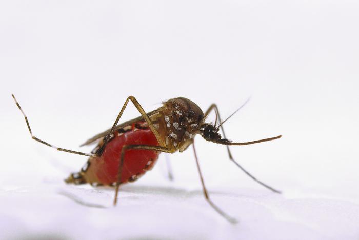 Engorged female Aedes aegypti mosquito