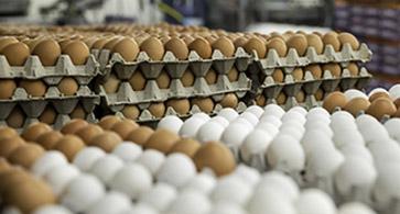 Stacks of eggs in cartons awaiting the washing process