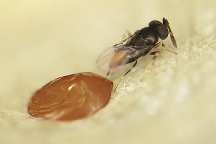 Emerald ash borer egg parasitoid