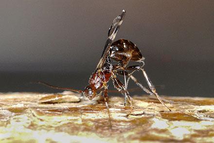 A parasitoid wasp