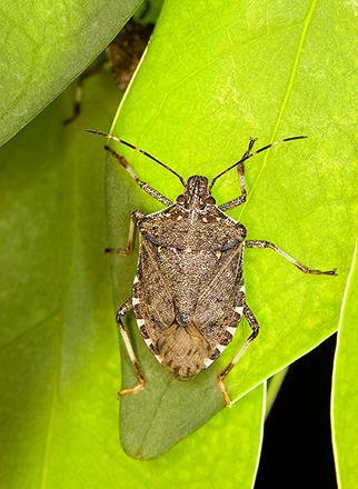 Stink Bugs Face Natural Enemies