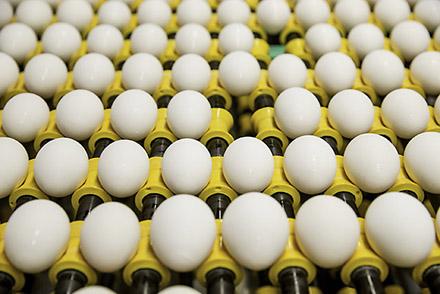 How We Store Our Eggs—and Why