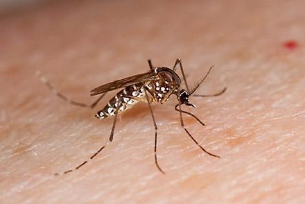 An Aedes aegypti mosquito starting to feed on a person’s arm.