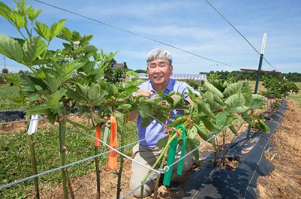 A scientist puts a clamp on trellis wire and blackberry cane