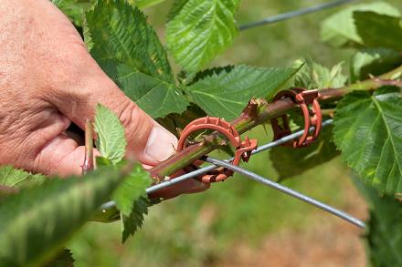 A clamp around trellis wire and blackberry cane