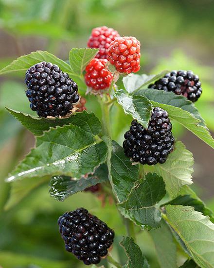 Primocane-fruiting blackberries