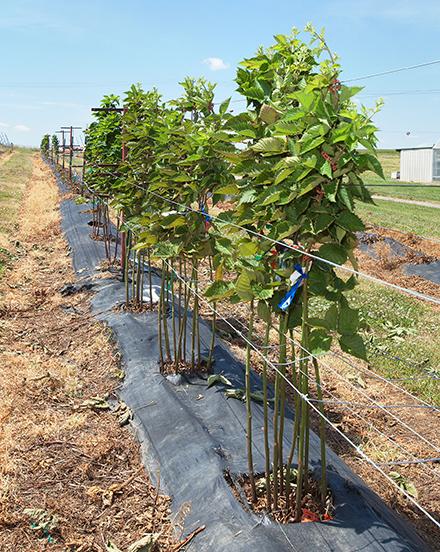 Blackberry plants on trellis wire