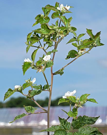 A flowering shoot from a primocane-fruiting blackberry plant.