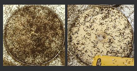 A photo showing uninfected ant colony next to a photo showing the same colony 6 weeks after inoculation with SINV-3.
