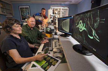 Three scientists looking at an image of a wormlike nematode on a computer screen