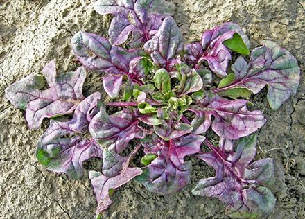Red spinach plant growing in the soil