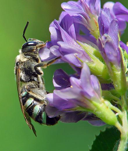 An alkali bee pollinating a flower.