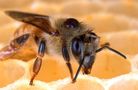Honey bee with a Varroa mite on its back