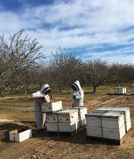 Two scientists working with bee boxes