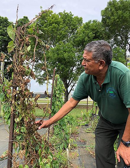 ARS scientist examines damaged air potato vines.