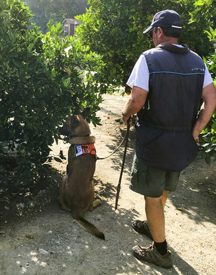 A detector dog siting next to an infected tree