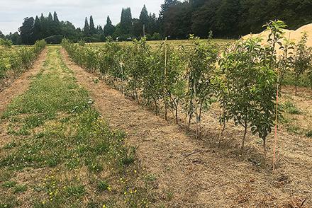 Young pear trees in a plot.