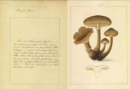 Watercolor plate of fungi from Icons Fungorum circa Halifax Sponte Nascentium, Honey’d Agaric