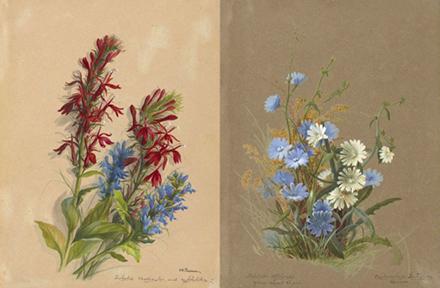 Watercolor of Lobelia and Cichorium from the manuscript, Wildflowers of America
