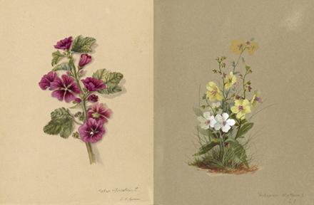 Watercolor of Malva and Verbascum from the manuscript, Wildflowers of America, Malva and Verbascum