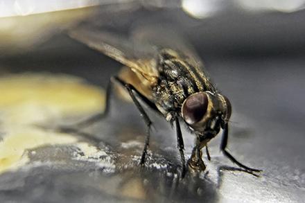 Close-up of a feeding house fly.